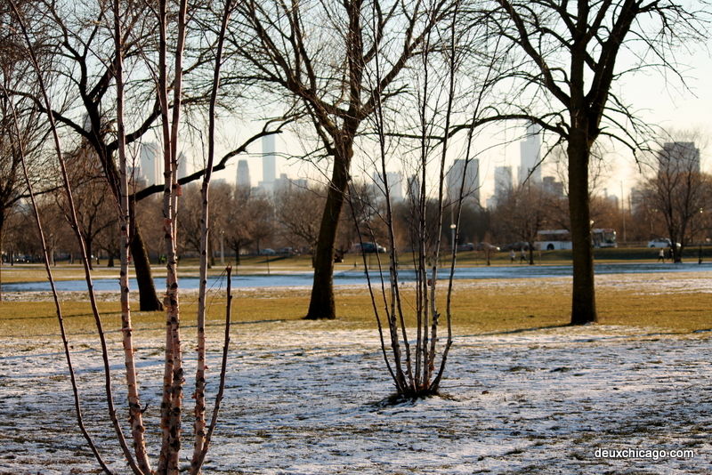 chicago-photos-trees-skyline